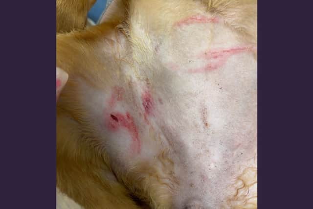 The puppy sustained multiple bites
