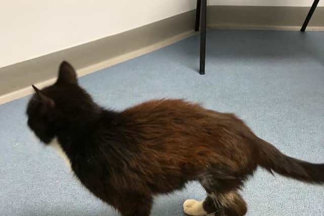The RSPCA believe Beauty may have been involved in a car accident