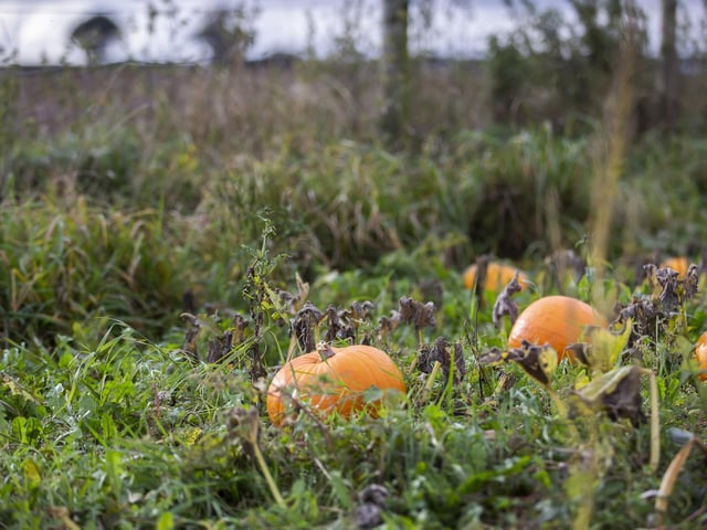 Pictures taken by Kirsty Edmonds.
