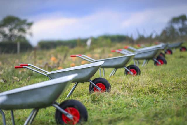 The farm has now stopped selling pumpkins after they sold out in two days. Pictures by Kirsty Edmonds.