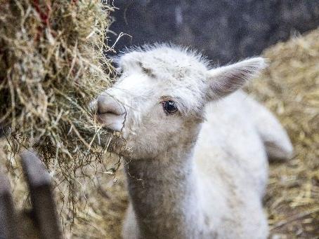 Welford Christmas Tree Farm. Pictures by Kirsty Edmonds.