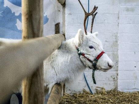 Welford Christmas Tree Farm. Pictures by Kirsty Edmonds.