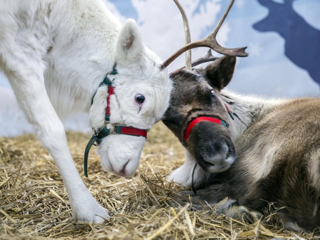 Welford Christmas Tree Farm. Pictures by Kirsty Edmonds.