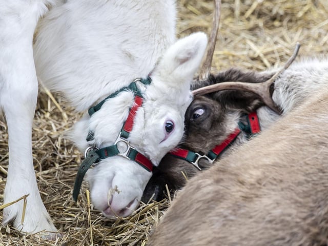 Welford Christmas Tree Farm. Pictures by Kirsty Edmonds.