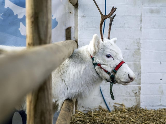 Welford Christmas Tree Farm. Pictures by Kirsty Edmonds.