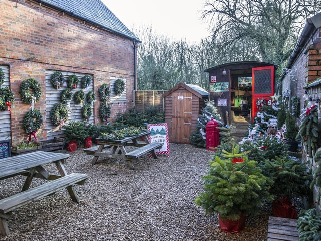 Welford Christmas Tree Farm. Pictures by Kirsty Edmonds.