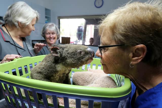 Sheila Bailey, Judy Brady and Clinical Director Cheyne Flanagan tend to a koala named Paul from Lake Innes Nature Reserve as he recovers from burns at The Port Macquarie Koala Hospital on November 29, 2019. (Getty Images)