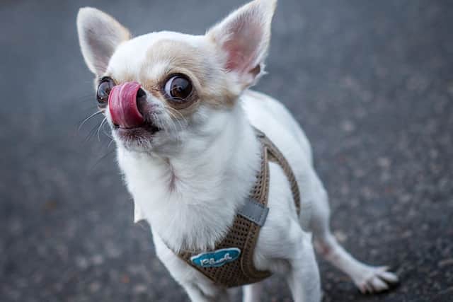 Do you have a Chihuahua who would love this festival?
