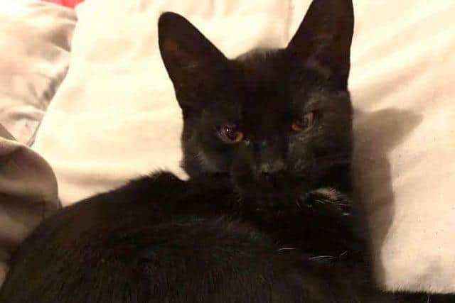Neo the seven-month-old kitten was found beheaded on Hawthorn Drive, Brackley, on January 29.
