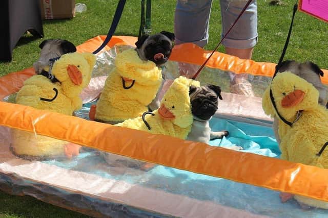 The Pug festival is sure to be popular this year.