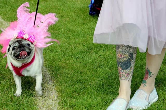 A Pug festival will take place in Northampton later this year.