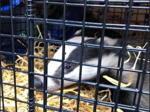 The badger was set captured and set free by the Northamptonshire Badger Group.