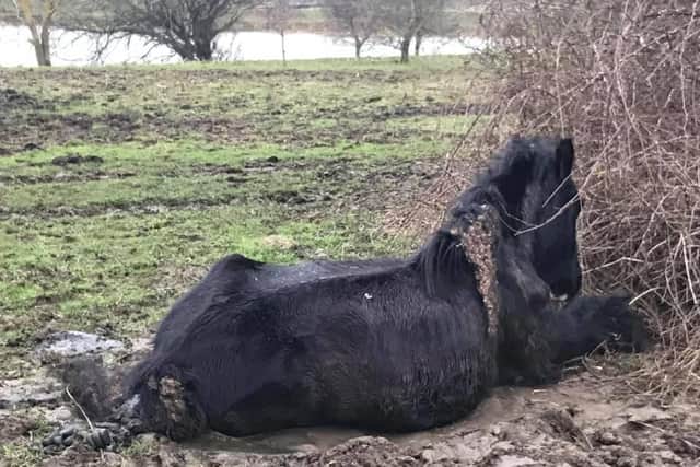 One of the horses found on land near Wellingborough's Embankment