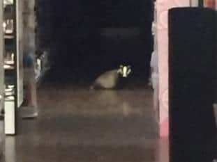 A picture of the badger taken by a member of staff in Superdrug.