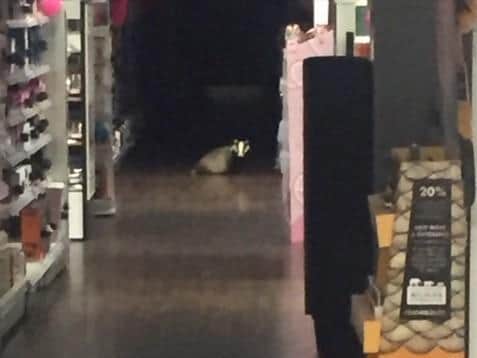 A picture of the badger taken by a member of staff in Superdrug.