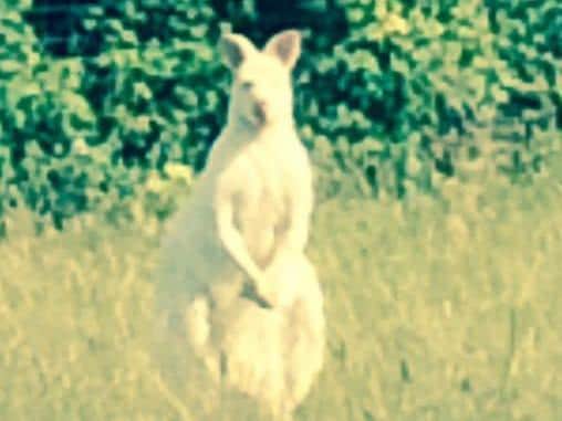 A rare white Bennett's wallaby was captured on camera in 2015 - but was later found dead.