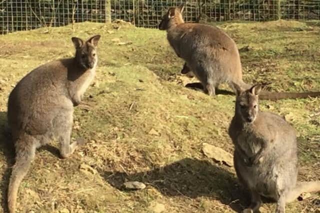 Wallabies have been reportedly spotted in Northamptonshire on many occasions in the past decade...