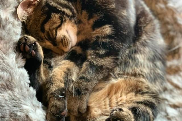 Emma Asante's pet cat Kit. Photo: Bed SOS