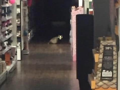 The badger fell through the ceiling at the Grosvenor Shopping Superdrug last weekend.