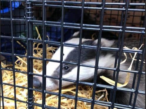 "Baffle" the badger was captured and safely released by Northamptonshire Badger Group.