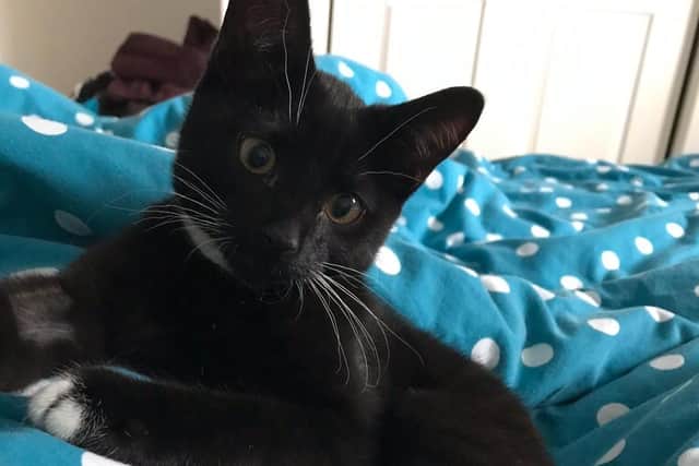 Buddy's body was found by a dog walker on February 15, after going missing 11 days earlier
