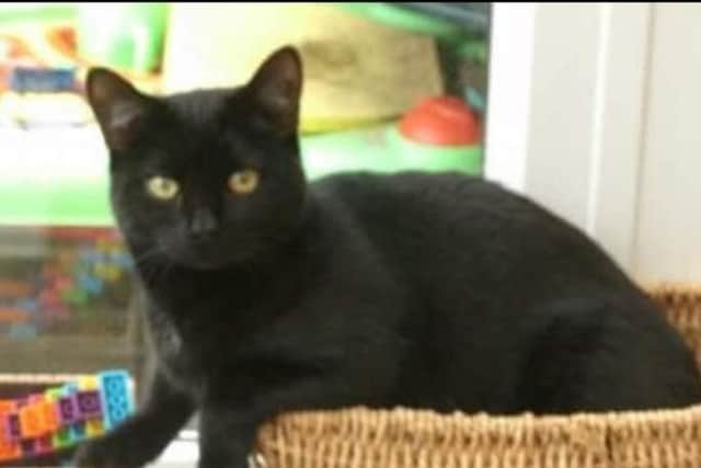 Bellatrix had to be put down after being attacked in her cul de sacby two greyhounds between 5am and 5.30am on June 3, 2018