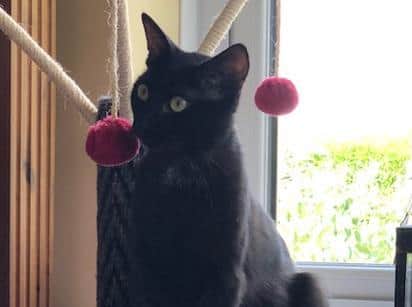 Raven went missing on October 23, but was found dead the next day - the vet believed her injuries were caused by a dog