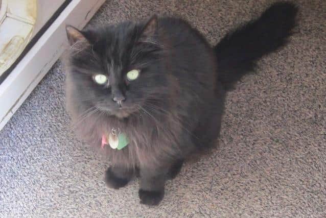 Billy was attacked by three dogs, according to a witness,and had to be put down