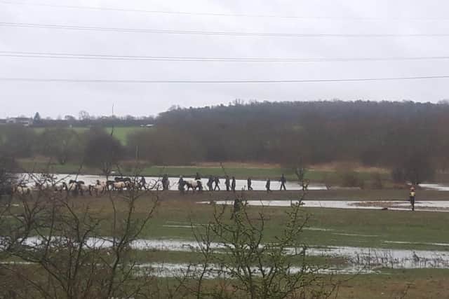Several of the horses are led to safety.