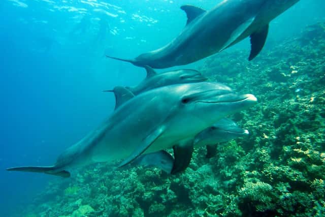 Through tailored focus groups Rebecca has been able to identify that swimming with dolphins as an experience will be more fun and therapeutic for her future patients.