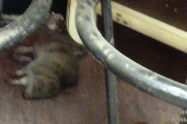 A commuter took a picture of a dead rat in the cafe's sitting area on Thursday.