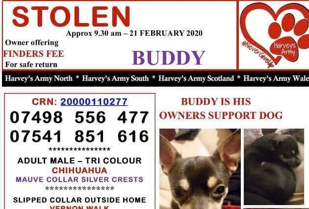 Have you seen missing Buddy? A man was seen trying to sell a dog like Buddy near the town's hospital on Sunday, February 23.