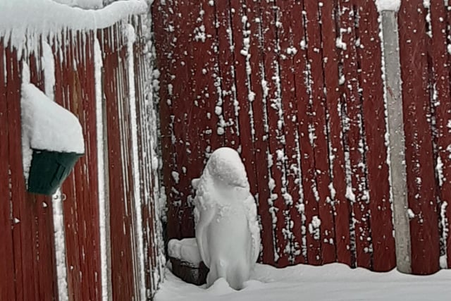 A snowy garden penguin by Chris Lever