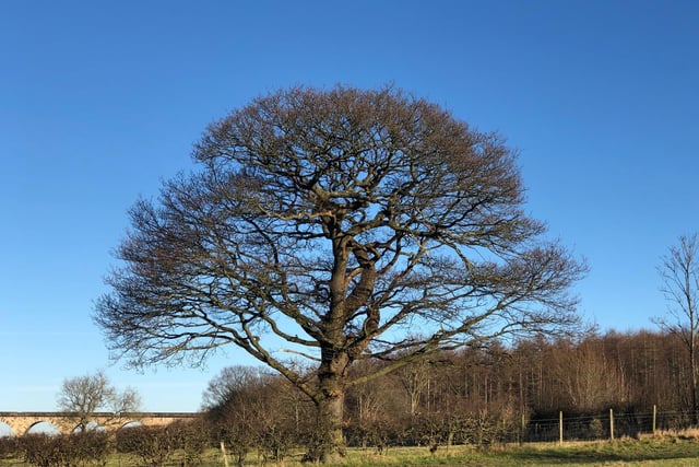 The brightest blue skies in the Crimple Valley, by Ann Morris.