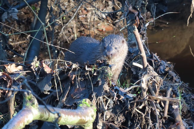 An otter on the Nidd, taken by Paul Birtwhistle.