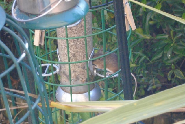 A cheeky mouse feeding from a bird feeder. By Don Jones.