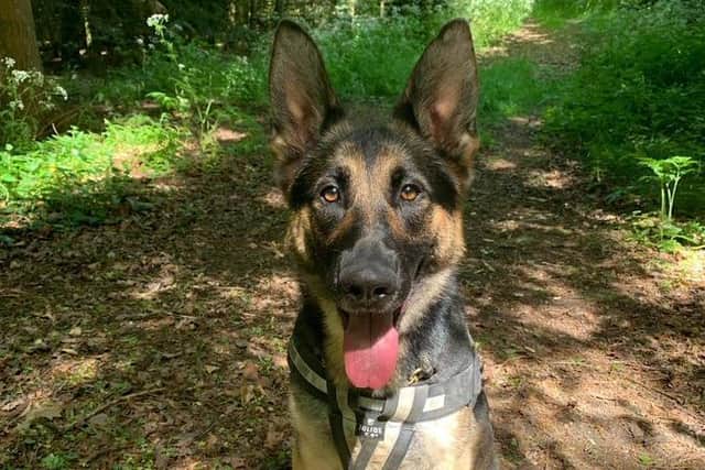 PD Kez is celebrating her third birthday. (Photo Northants Police Dog Section)