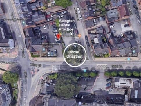 The map shows the layout of where the tree sits on the dental practice site.