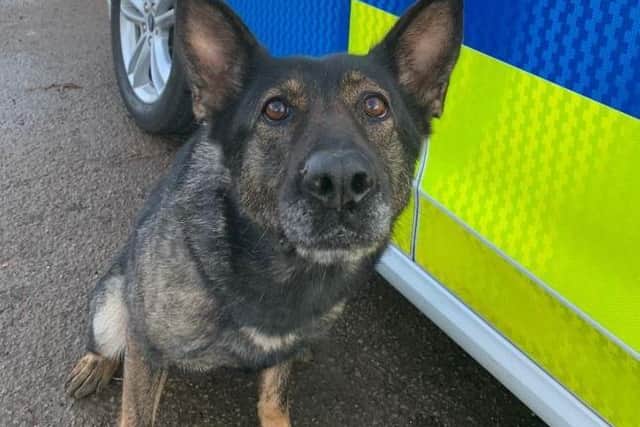 PD Nala was injured this morning.