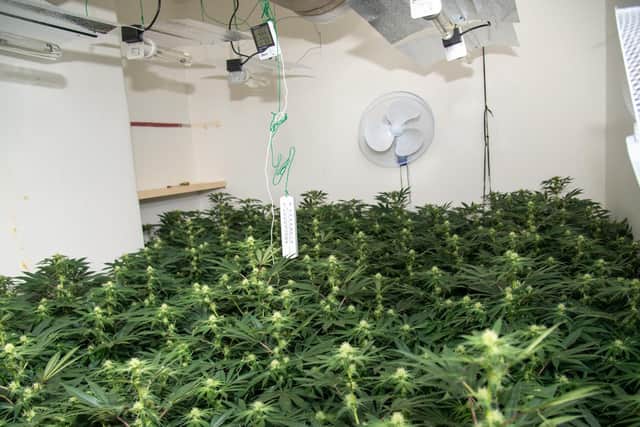 Around 200 plants were found inside the property.