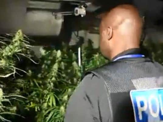 Sgt Rodney Williams inspects the cannabis farm found in Hester Street yesterday. Photo: Northamptonshire Police