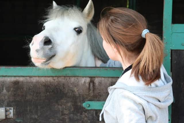 Happy horse