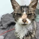 Poor David was not in a good way when the RSPCA rescued him in Kettering in February