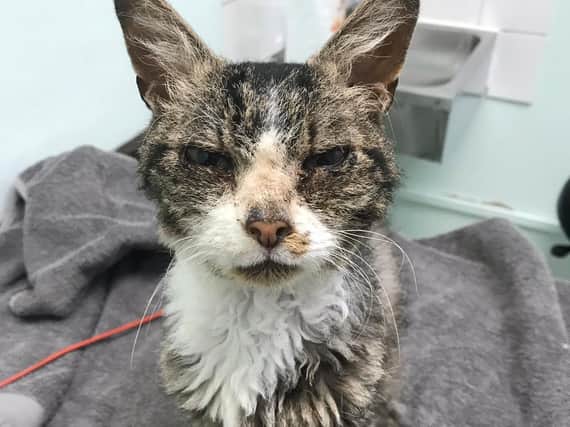 Poor David was not in a good way when the RSPCA rescued him in Kettering in February