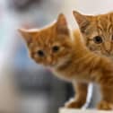 Kittens as young as four-months-old can givebirth, according to Cats Protection. Photo: Getty Images