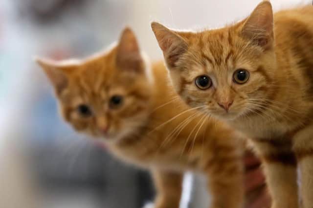 Kittens as young as four-months-old can givebirth, according to Cats Protection. Photo: Getty Images