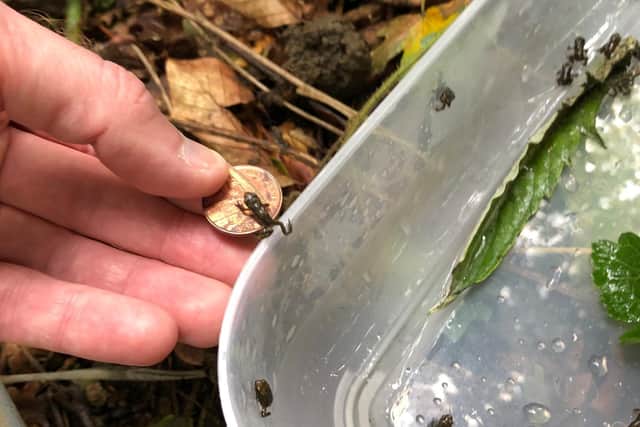 The toadlets are still extremely small.