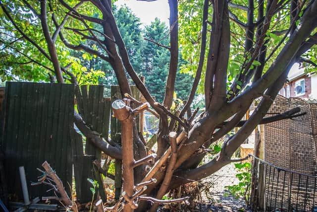 Trees in Tracey's garden have become overgrown and the fence panels have fallen apart during the years.