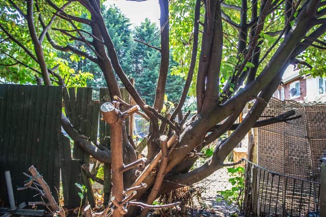 Trees in Tracey's garden have become overgrown and the fence panels have fallen apart during the years.
