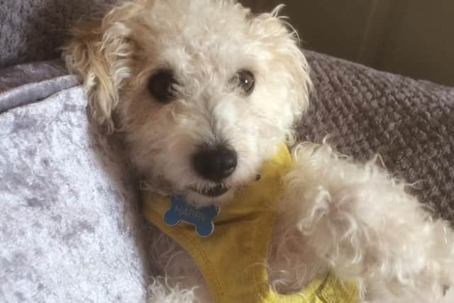 Harry needs an operation to find out if his lump is cancerous.